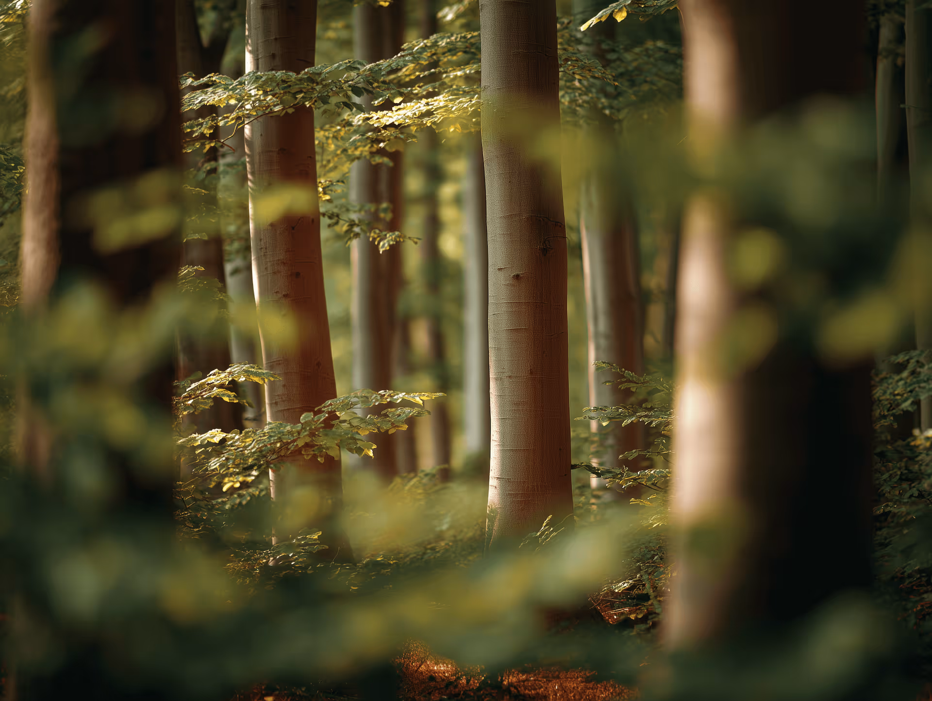 Nahaufnahme von Baumstämmen in einem grünen Wald mit weichem Licht.